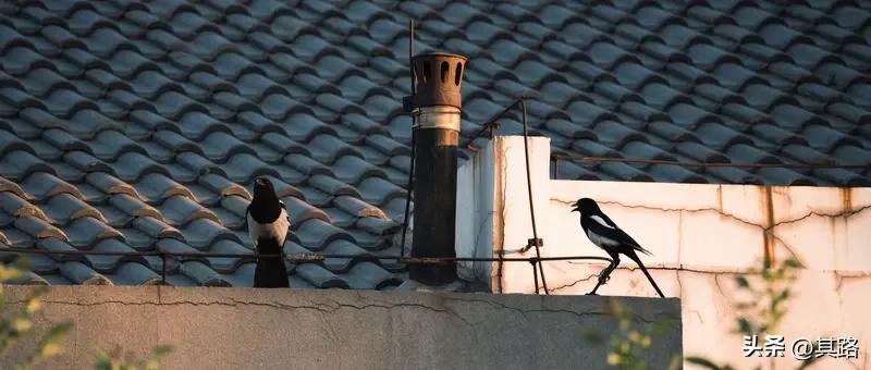 最近被邻居的噪音搞得头大，晚上想睡个好觉都难。有次实在忍不了，就向AI求助。AI