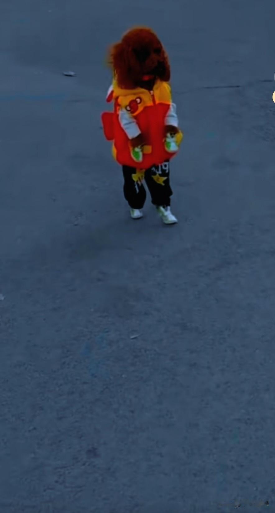 泰迪豆豆与主人走散了，夜幕悄然降临，它在街上四处张望，眼眶中蓄满了泪水。它焦急地