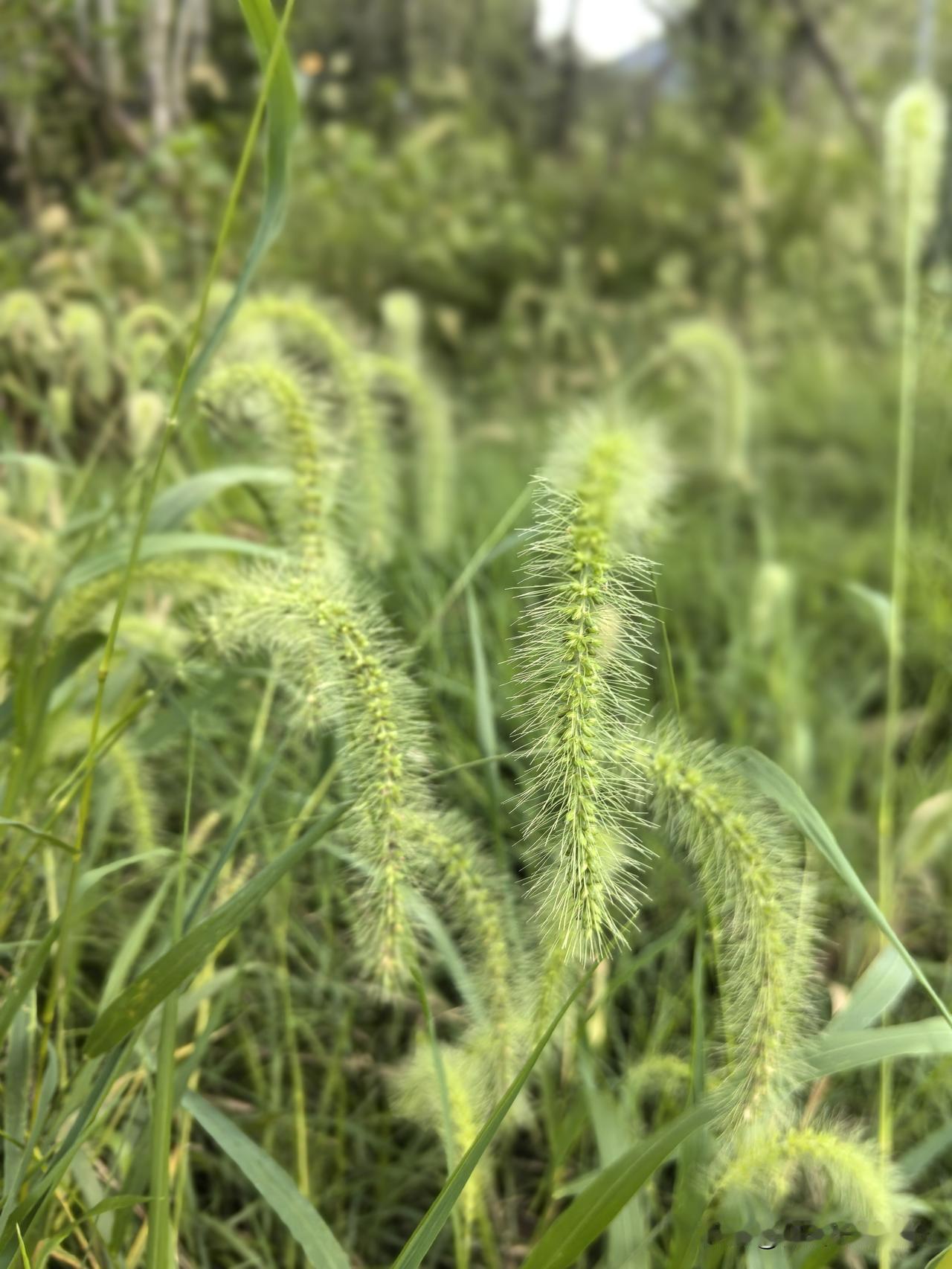 白露是个满溢诗意的节气。
今日我们迎来了白露。作为秋季的第三个节气，一提起白露，