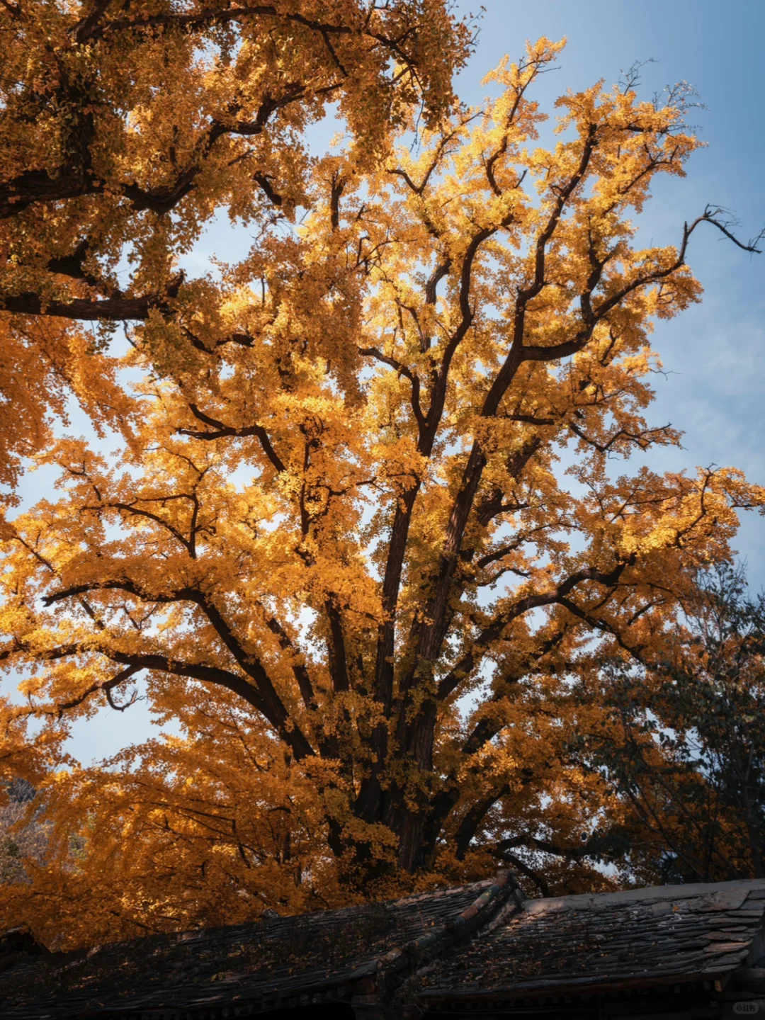 北京一到秋天就变成了北平🍂🍂