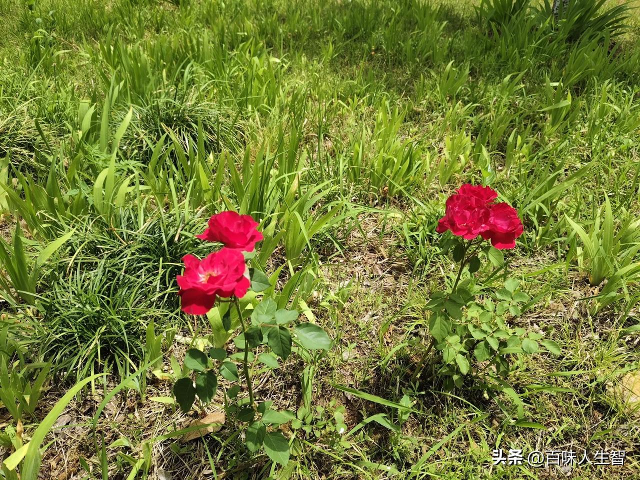 路边的小花不起眼，但引起了我的注目，花儿虽小但美丽依旧。
我在想不少人只想看到惊