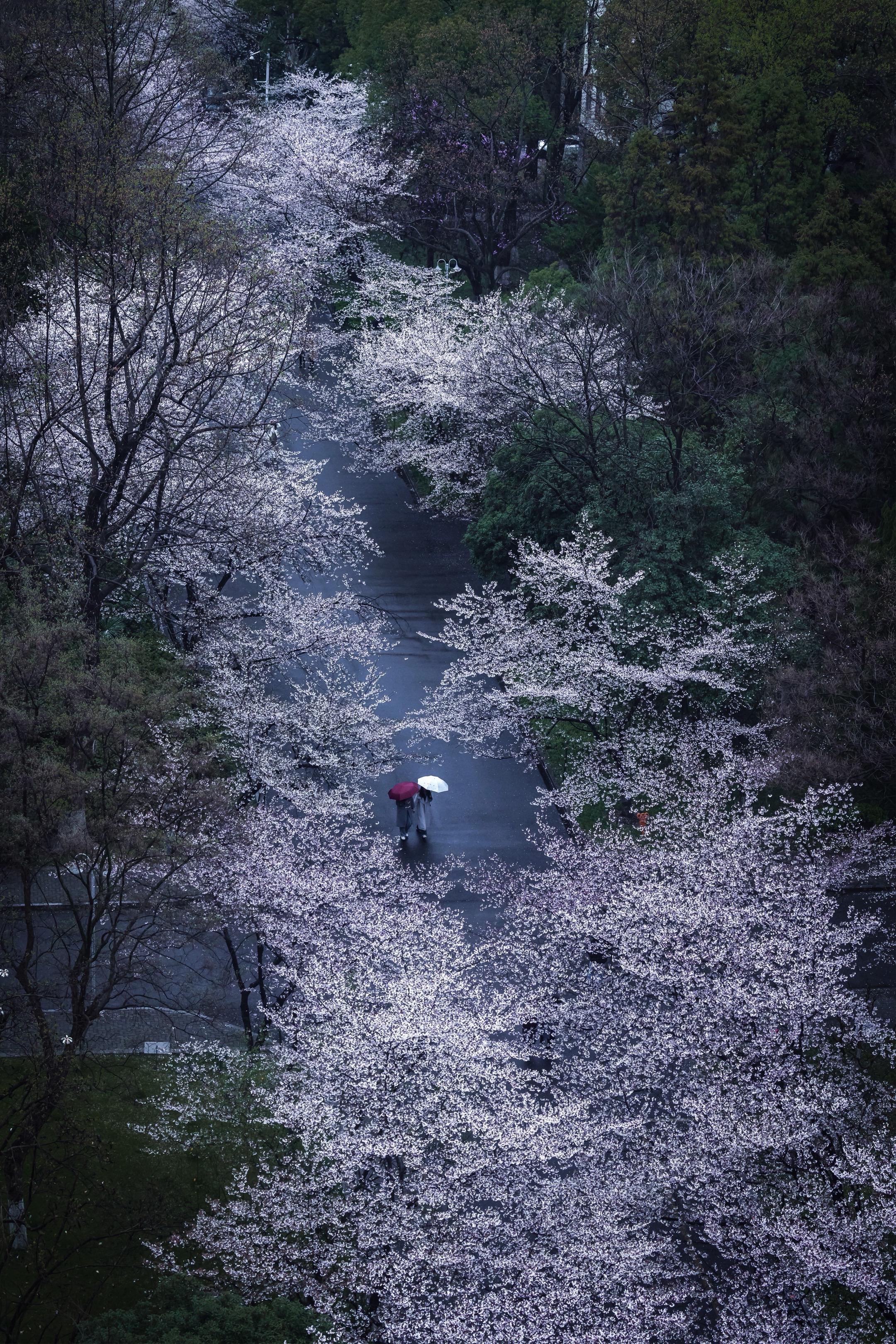 开始期待 两周后和你一起去南京看樱花。还有大概两周，如果你打算来南京赴...