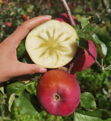 其实说实话，大凉山丑苹果也没那么丑啦，顶多就是没有红香妃和瑞香一类送礼的苹果长得