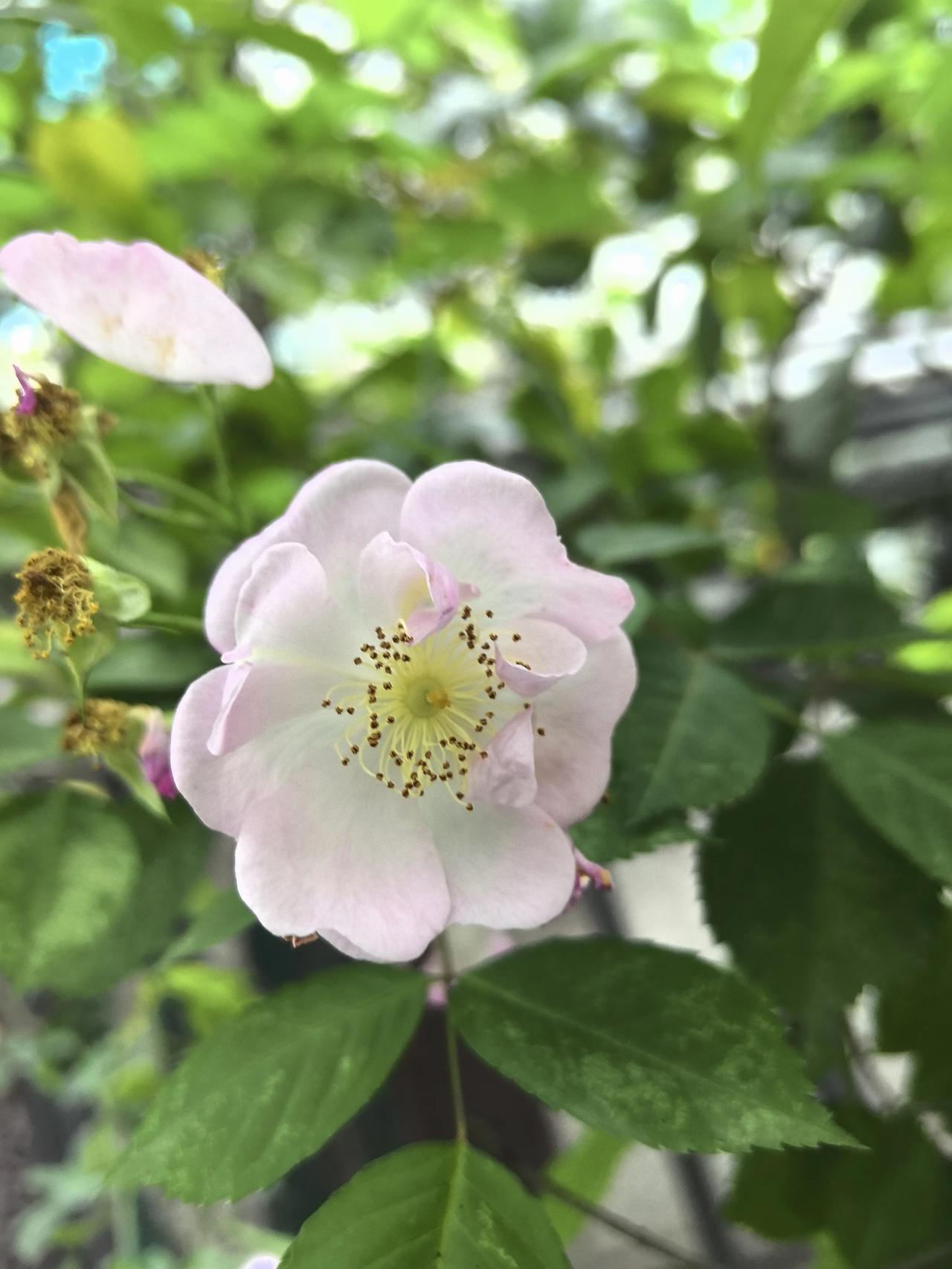 春日生活打卡季春天是花的季节，含苞待放的，娇羞欲滴的，随风摇曳，自在绽放！