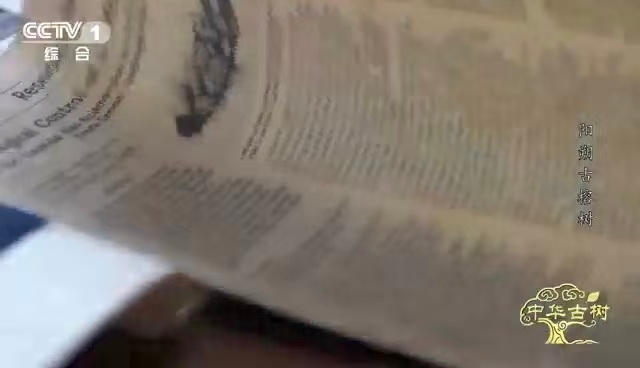 四座篮球场大的树冠下，藏着最精妙的生态平衡。科研人员用肿腿蜂写就古树救治指南，让