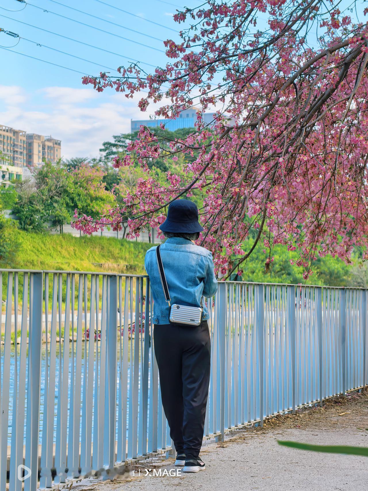 Pura 80ultra一镜双目真出片
在观澜河湿地，河边上的木棉花，一位女士的