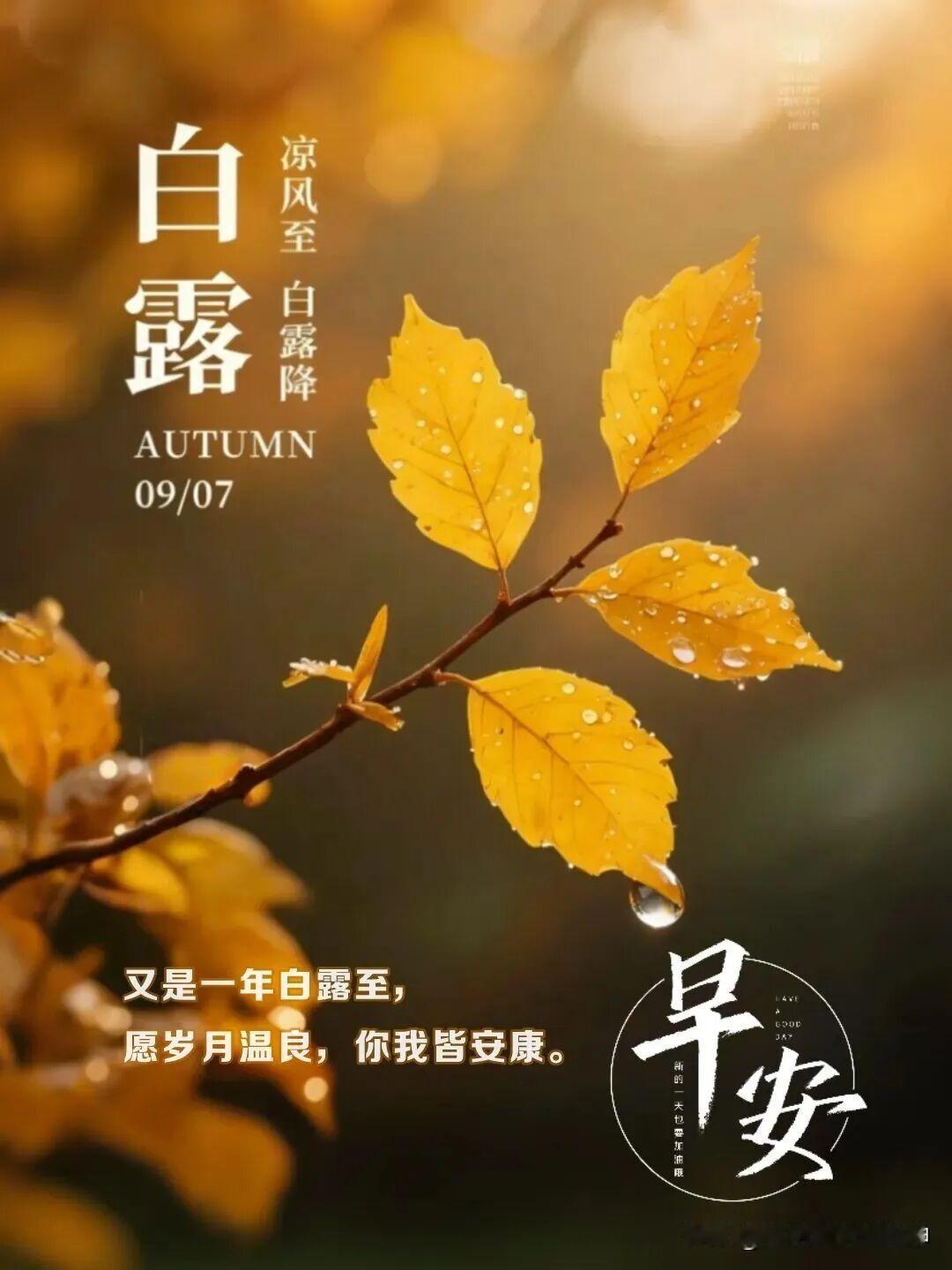 2026/09/07/（农历七月廿六）星期一早上好！秋天到了，露珠挂在叶子上。