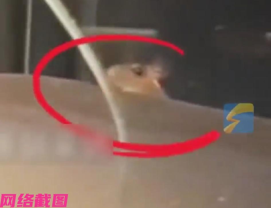 湖北咸宁有男子和女友，在一家火锅店里吃火锅时，当火锅吃一半惊然看见老鼠窜到切肉案