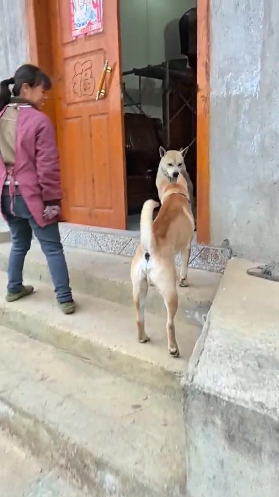 霸总田园犬小虎和管家。