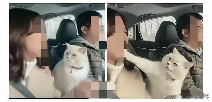 小两口开车回河南老家，带上了猫。结果丈夫开错路，得多绕20公里。妻子越想越气，在