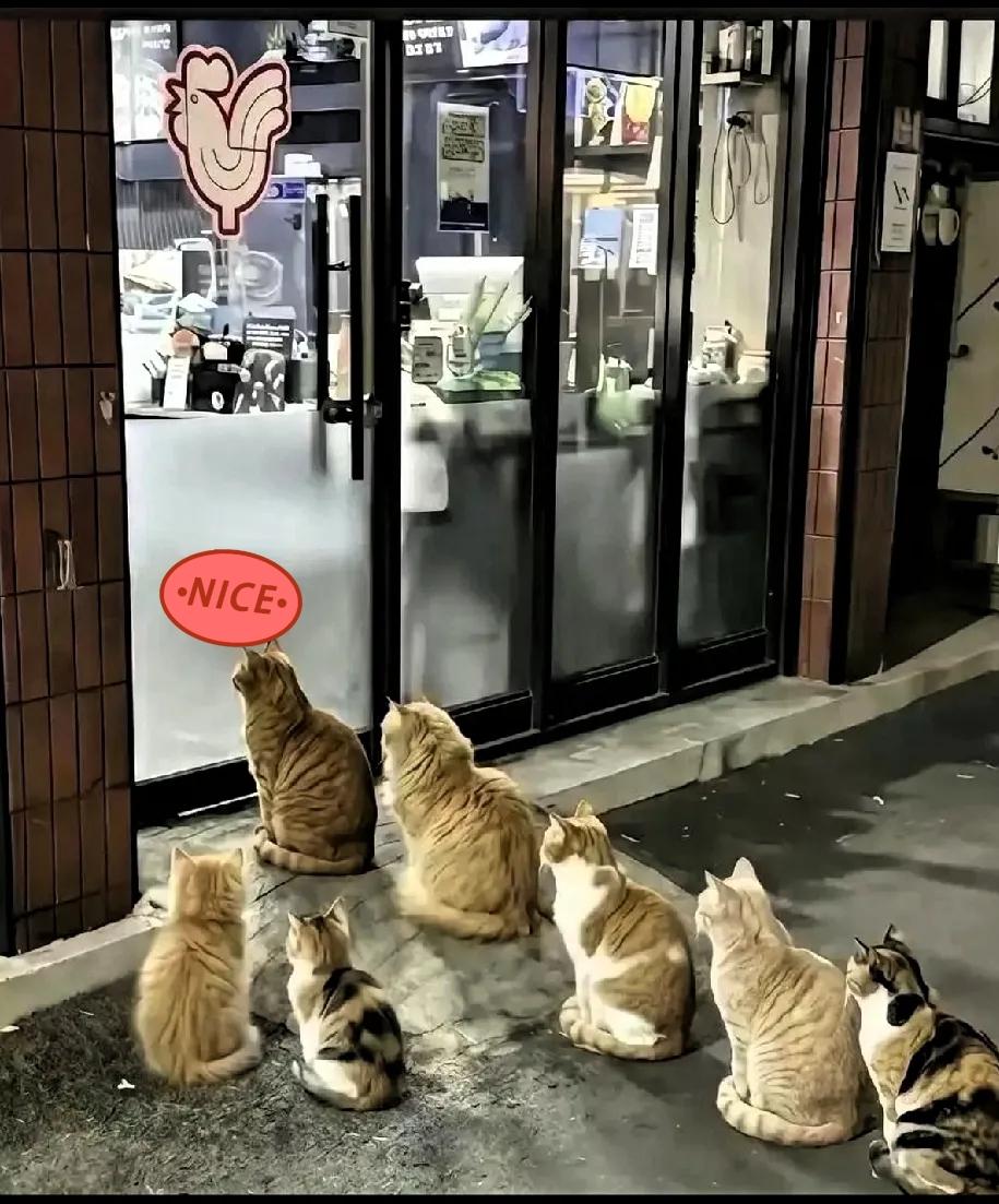 杭州这边有一家烤肉店，老板是个善良的人。

每天傍晚烤肉没卖完，他就把剩下的烤肉