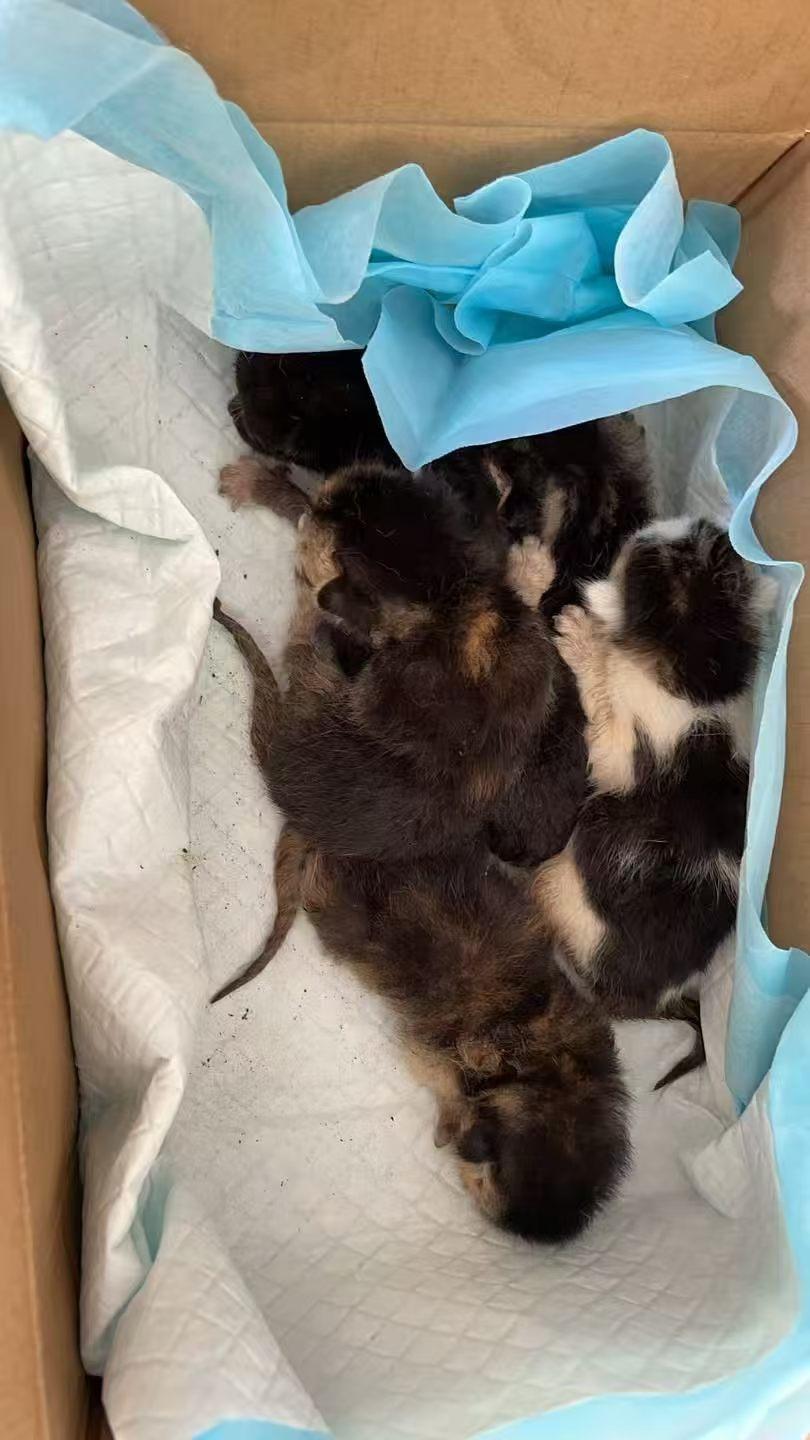 珠海，求哺乳期猫妈妈
转发求助：珠海，一窝五只小猫出生不久还没有睁眼睛，猫妈妈不