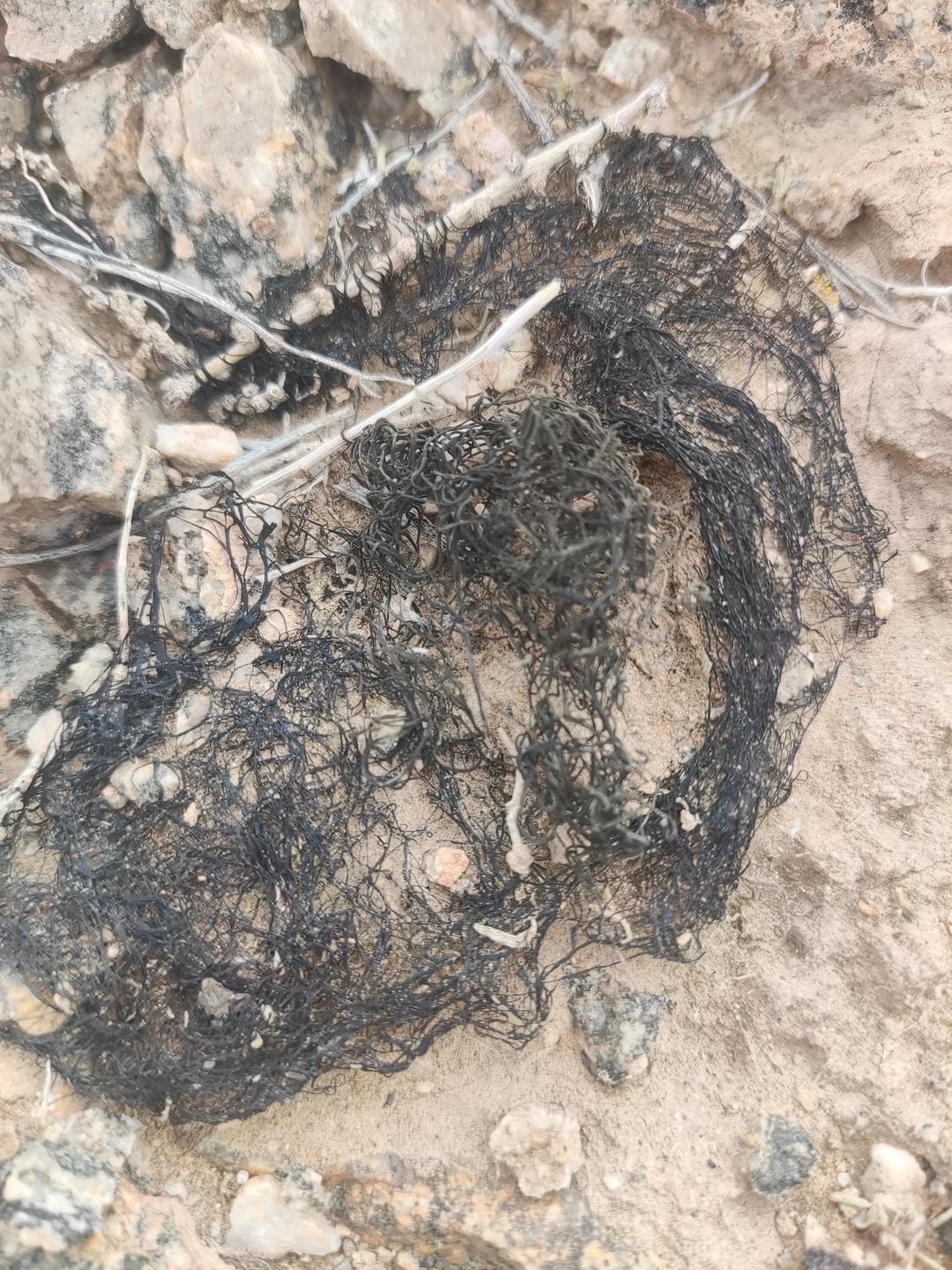 甘肃省排名首位的特色菜——发菜蛋卷，是逢年过节、红白喜事时必备佳肴，这道菜的大部