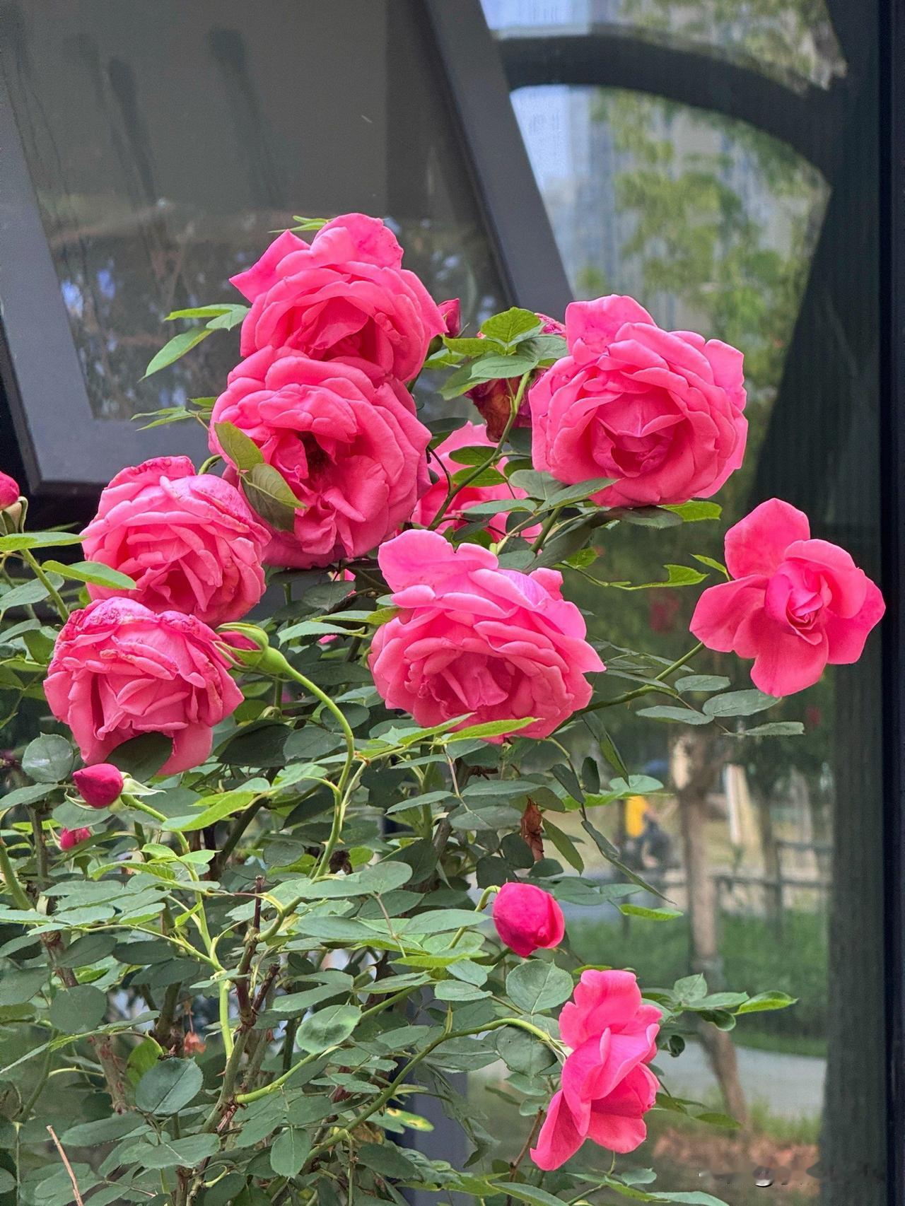 春日繁花渐盛，郑州市月季公园正全力筹备第三十二届月季花展，为市民打造浪漫赏花盛宴