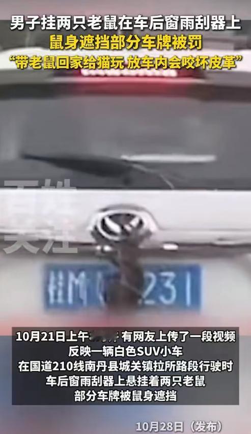 广西南丹县，一位男子抓了两只老鼠，本想打算带回家给猫玩，但害怕老鼠咬坏车内饰，将