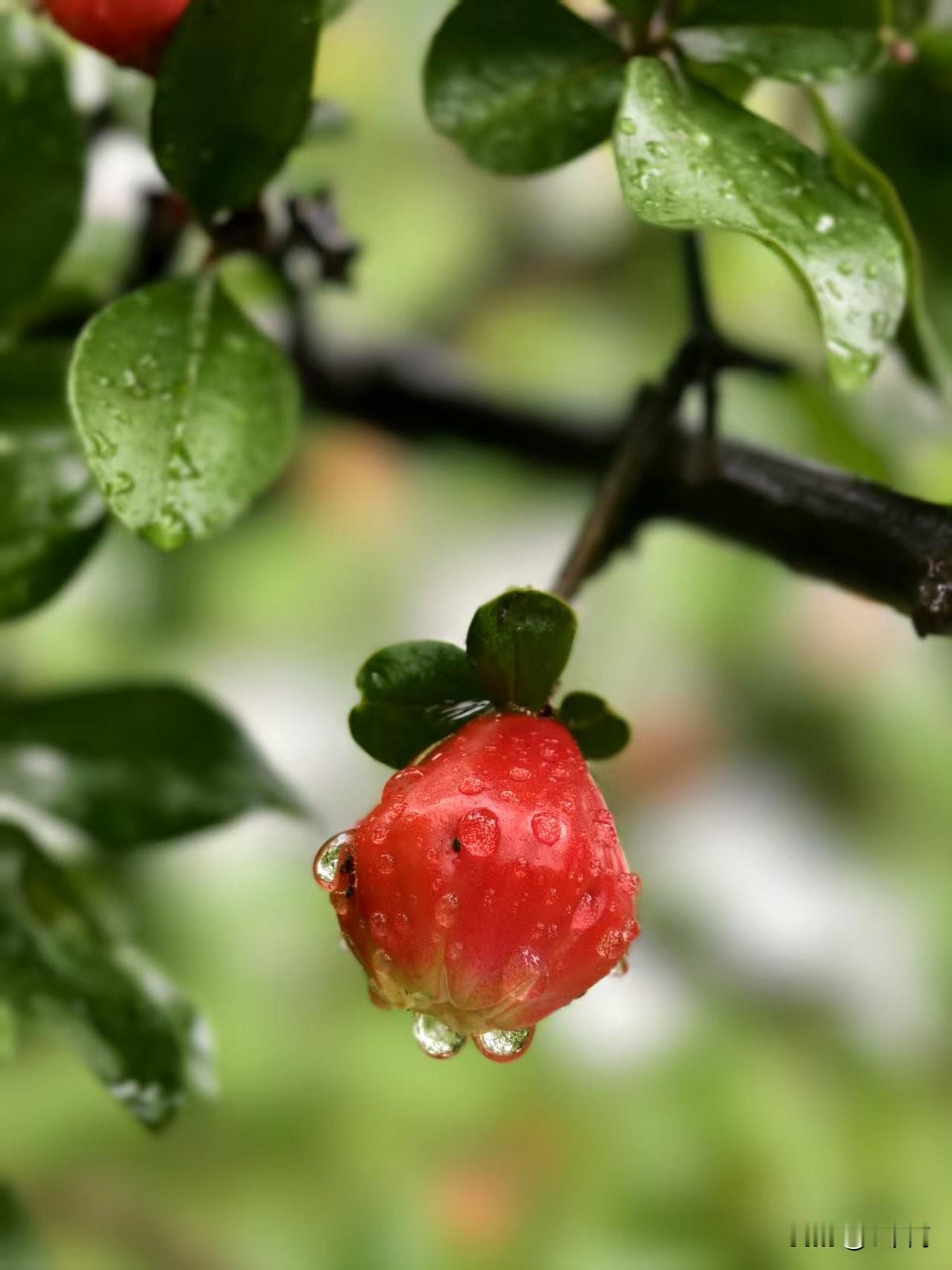 雨中的宝鸡渭河公园，主打一个清新与舒适，你的五一假在路上还是宅家里？淅淅沥沥的雨
