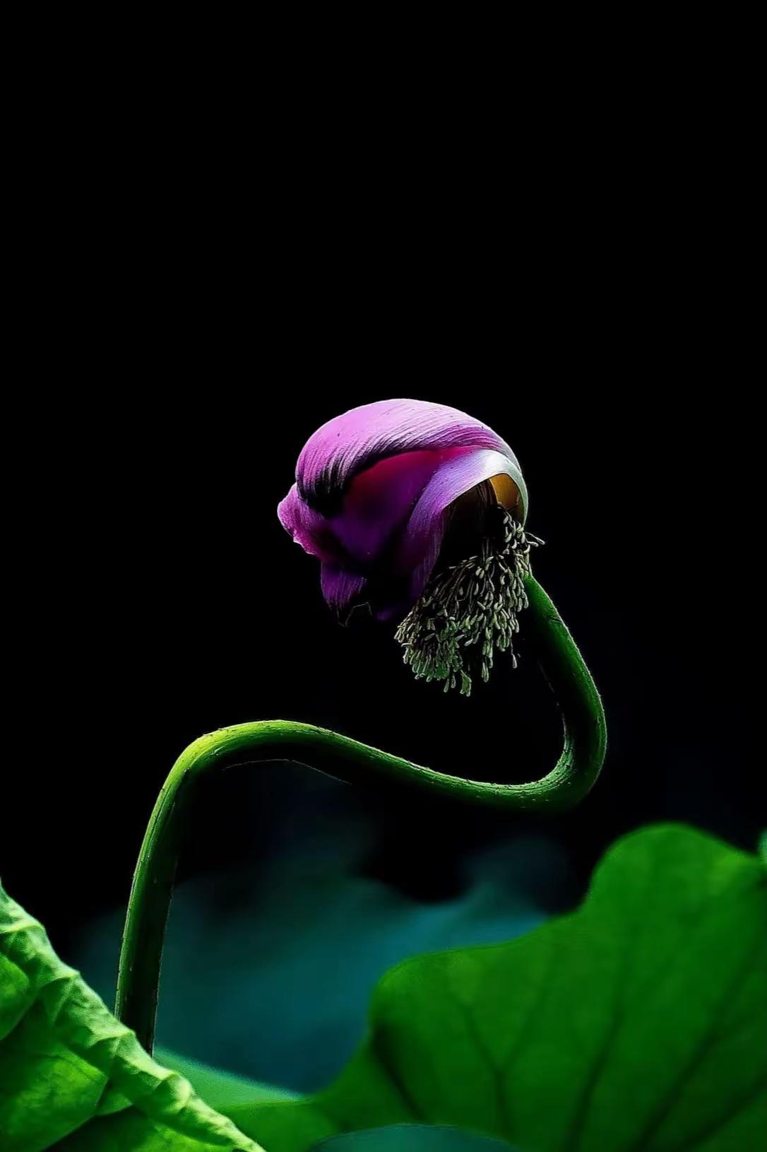 残荷。暗调荷花 出淤泥而不染的荷花 以荷为镜