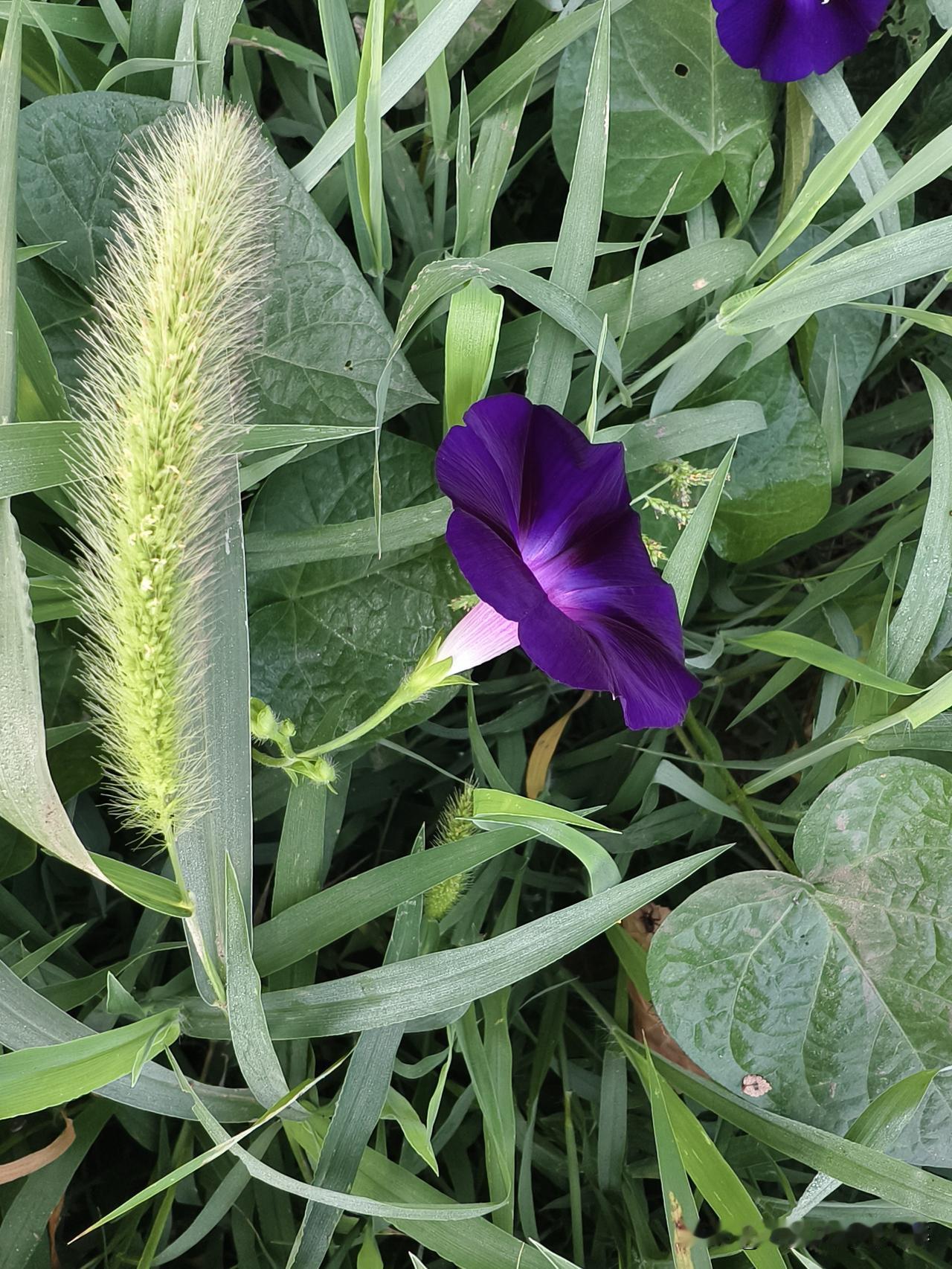 美丽牵牛花