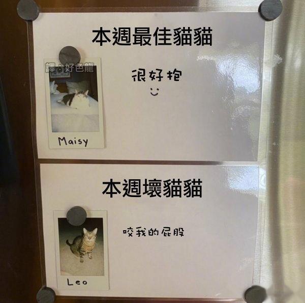 这些都是人的评价。所以猫好，人坏。 ​​​