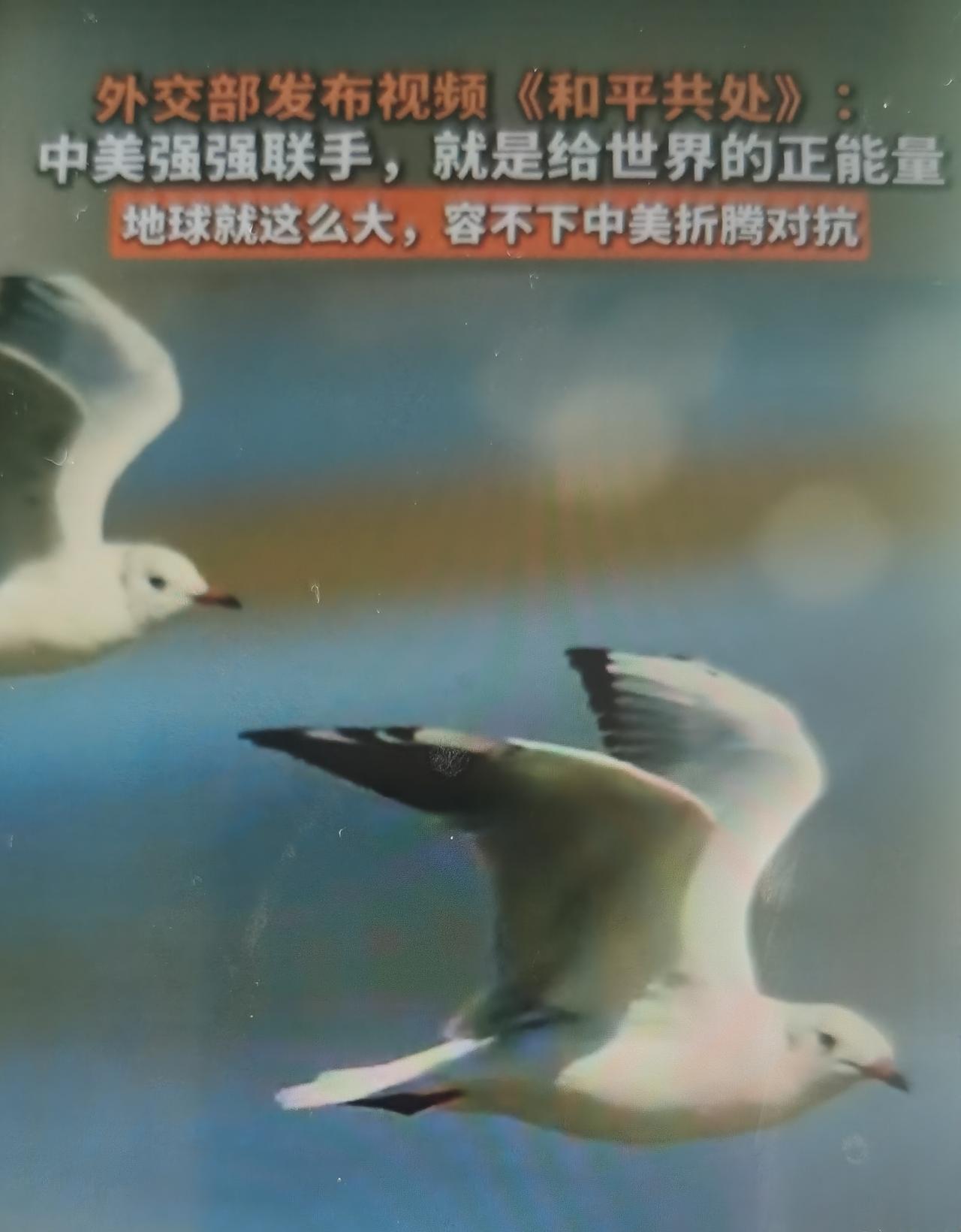 视频（《和平共处》，5月11日由外交部发言人办公室发布），是中方在特朗普访华前夕