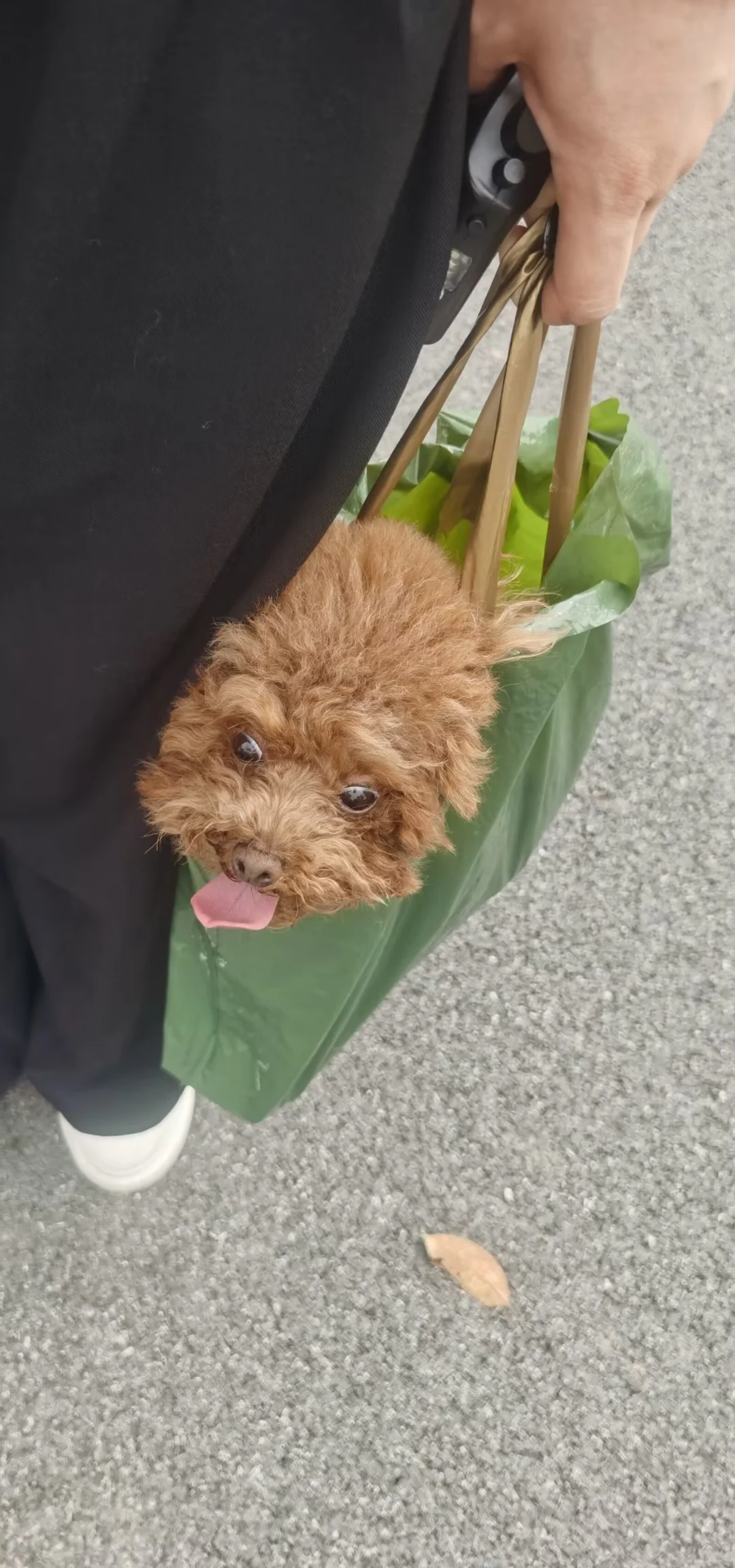 小狗自有小狗的散步方式