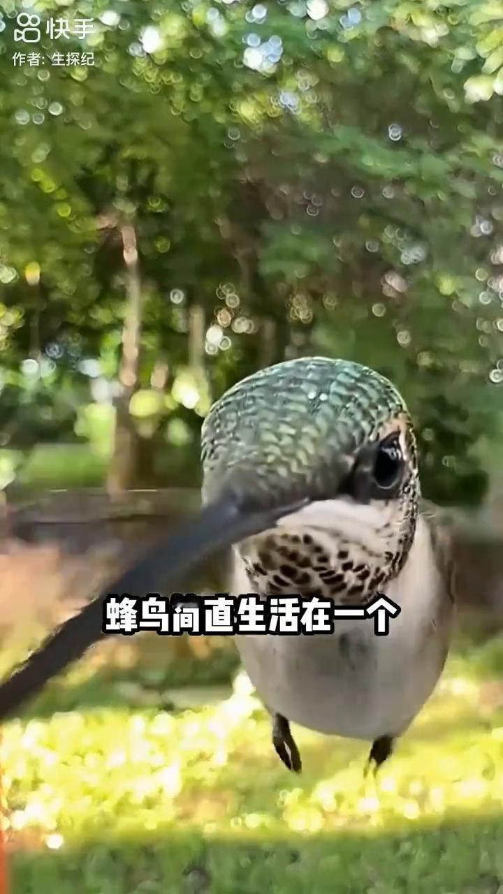 这就是蜂鸟喝水的样子，看上去就跟表演魔术一般，隔空把水吸了上去。它究竟是如何做到