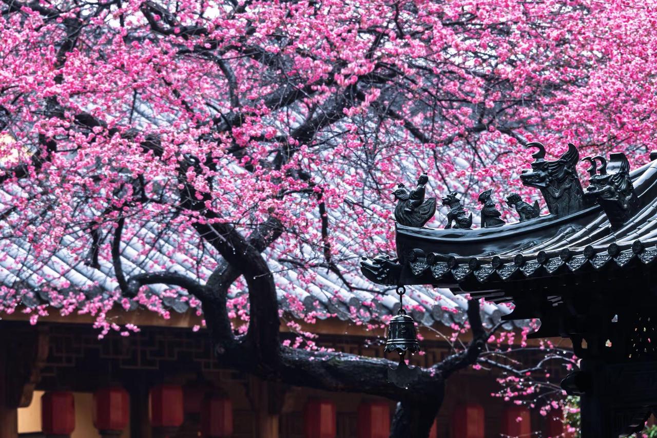 湖州铁佛寺梅花。湖州铁佛寺梅花藏在江南春景里的中式美学 原创作品 原创视频