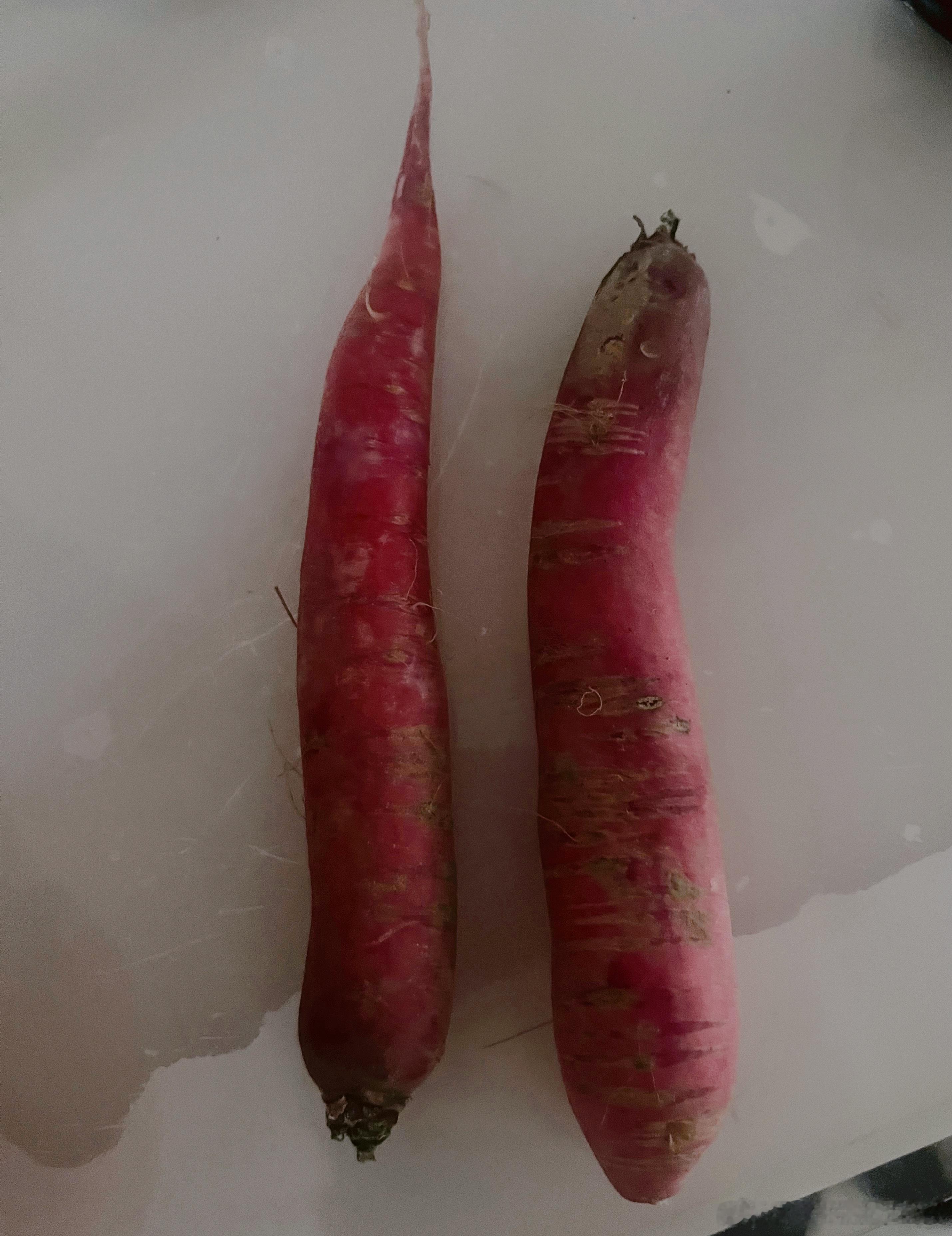 曦宝昨天放学拿回来两根水萝卜说是在幼儿园拔的看来上次春耕节帮忙种的水萝卜成功了班