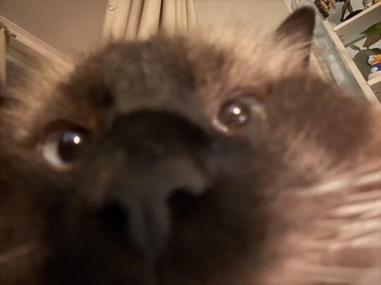 小猫的第一张七月自拍，你有吗你有吗你有吗？