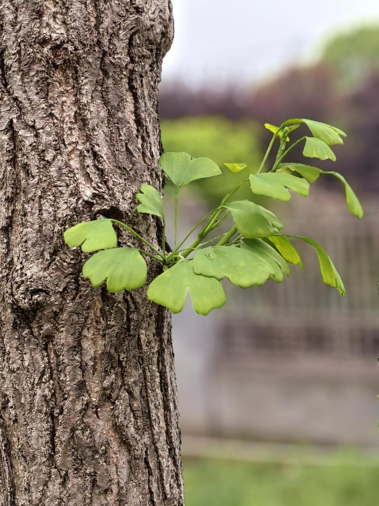 树的发卡～

风遇银杏，
便染了一身新绿。

把春天，
从树的褶皱里，
揉了出来