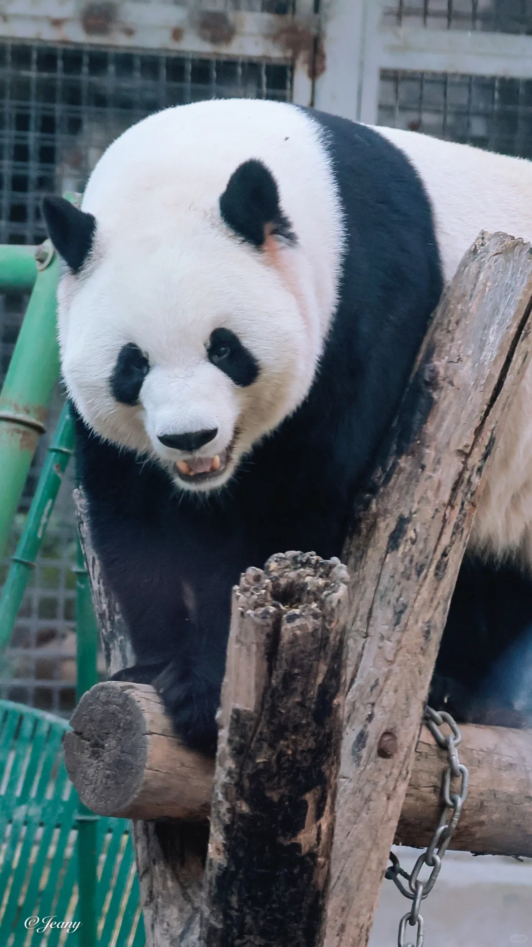 11.6萌兰🐼今早大么么萌兰转出一个萌三三🐼