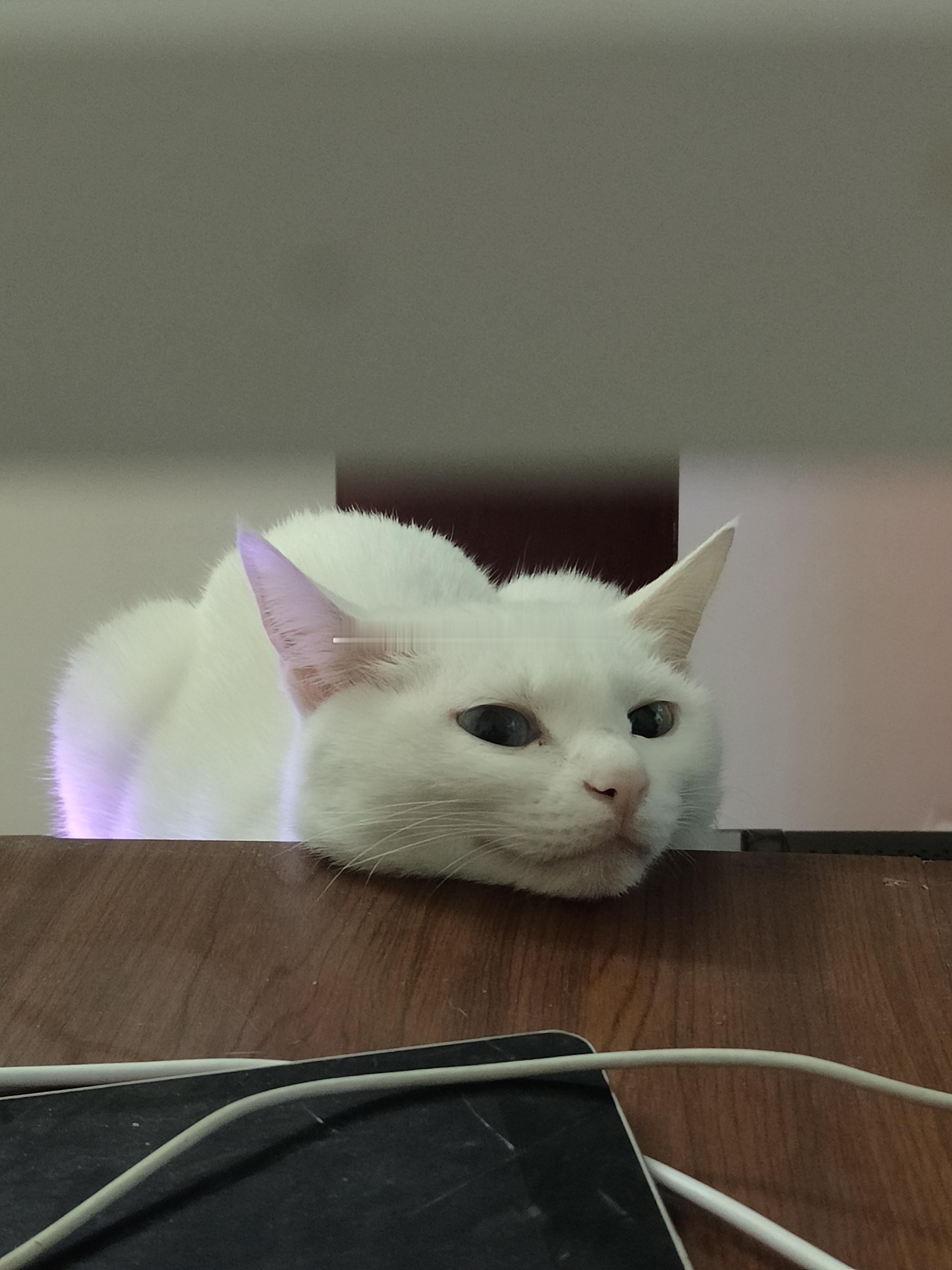 小白白的陪伴出镜：小白白（以生两胎的母猫）事情是这样的……下班回来，直接绕过她坐