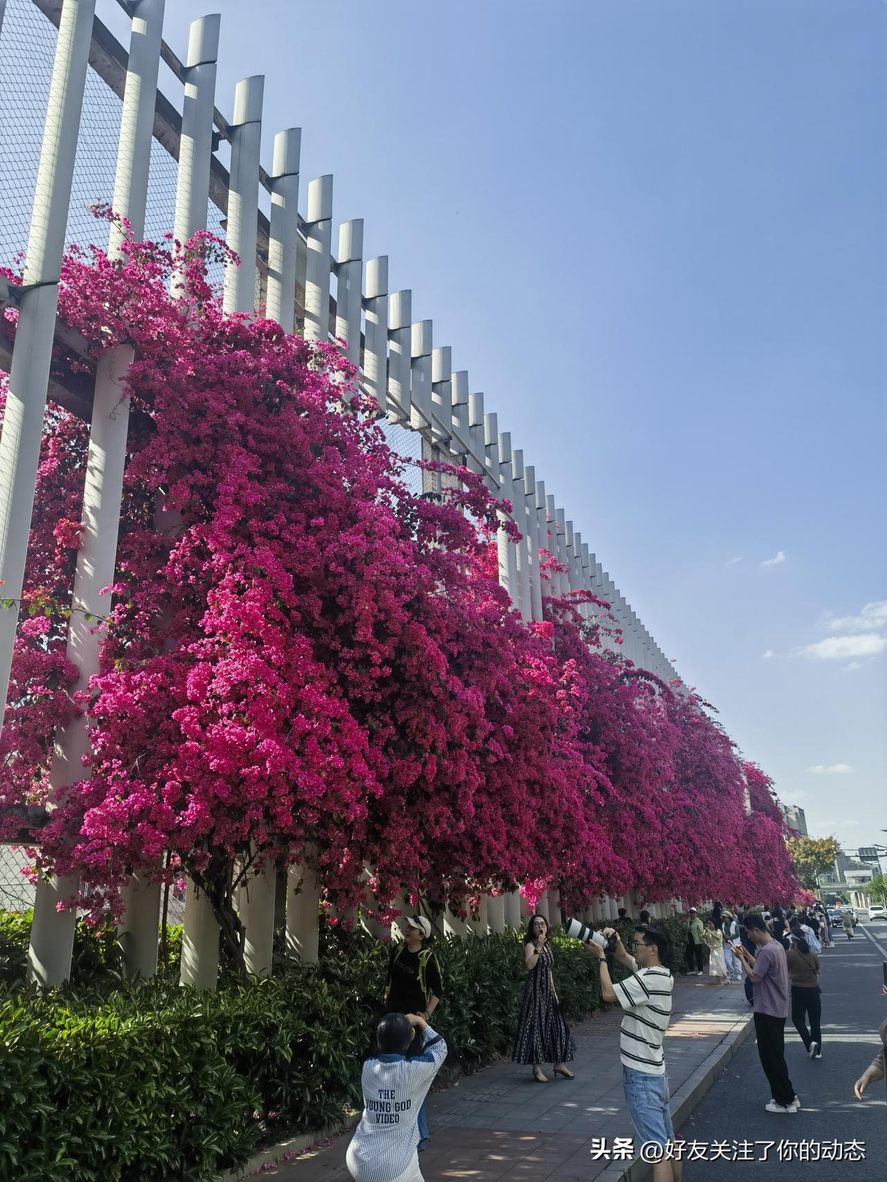 “花影摇曳处，人影相随间”，这画面想想就美。就像通州千年守望林的晨景，花影摇曳，