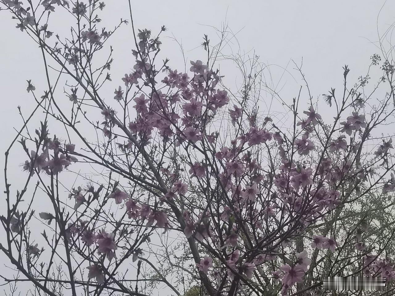 晒图笔记大赛“桃花依旧笑春风”