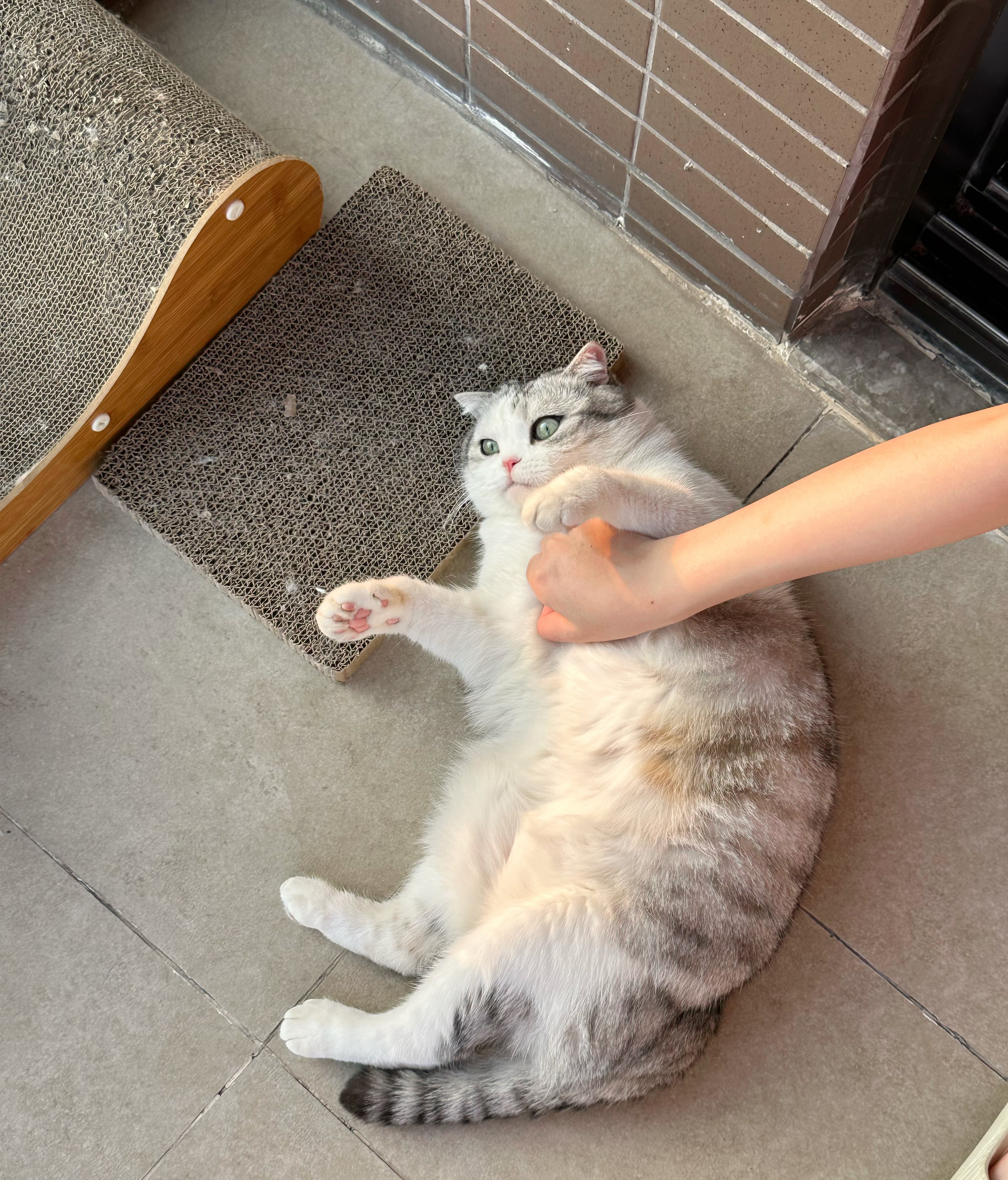 昨天回来之后，泡芙好像不认识我了一样。今天的主线任务是亲子关系修复。 ​​​