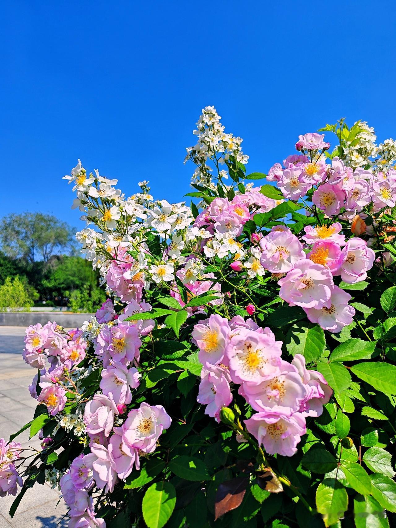 阳光下的粉色花海，美得让人心醉！🌸🌞