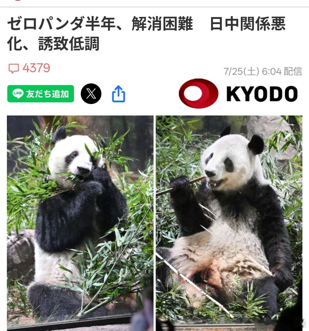日本共同社7月25日刊文称：今年1月27日，东京上野动物园的最后两只大熊猫离开日