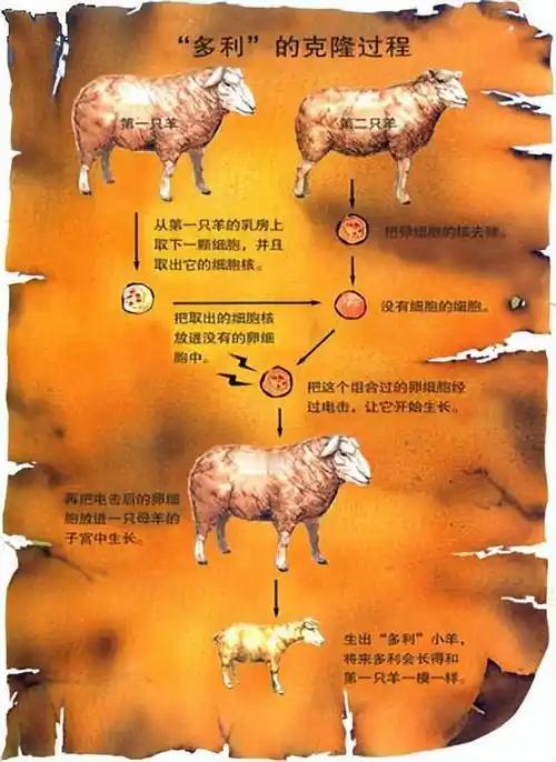 你敢信！克隆的致命缺陷，有性繁殖，只需要两代就🉑以彻底复原，科技，永远代替不了