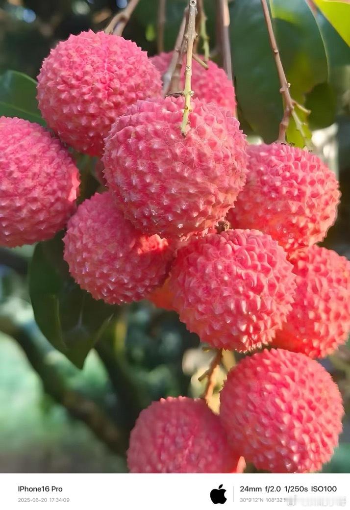初夏的双重浪漫：荔枝与樱桃的火红甜蜜。 ​​​