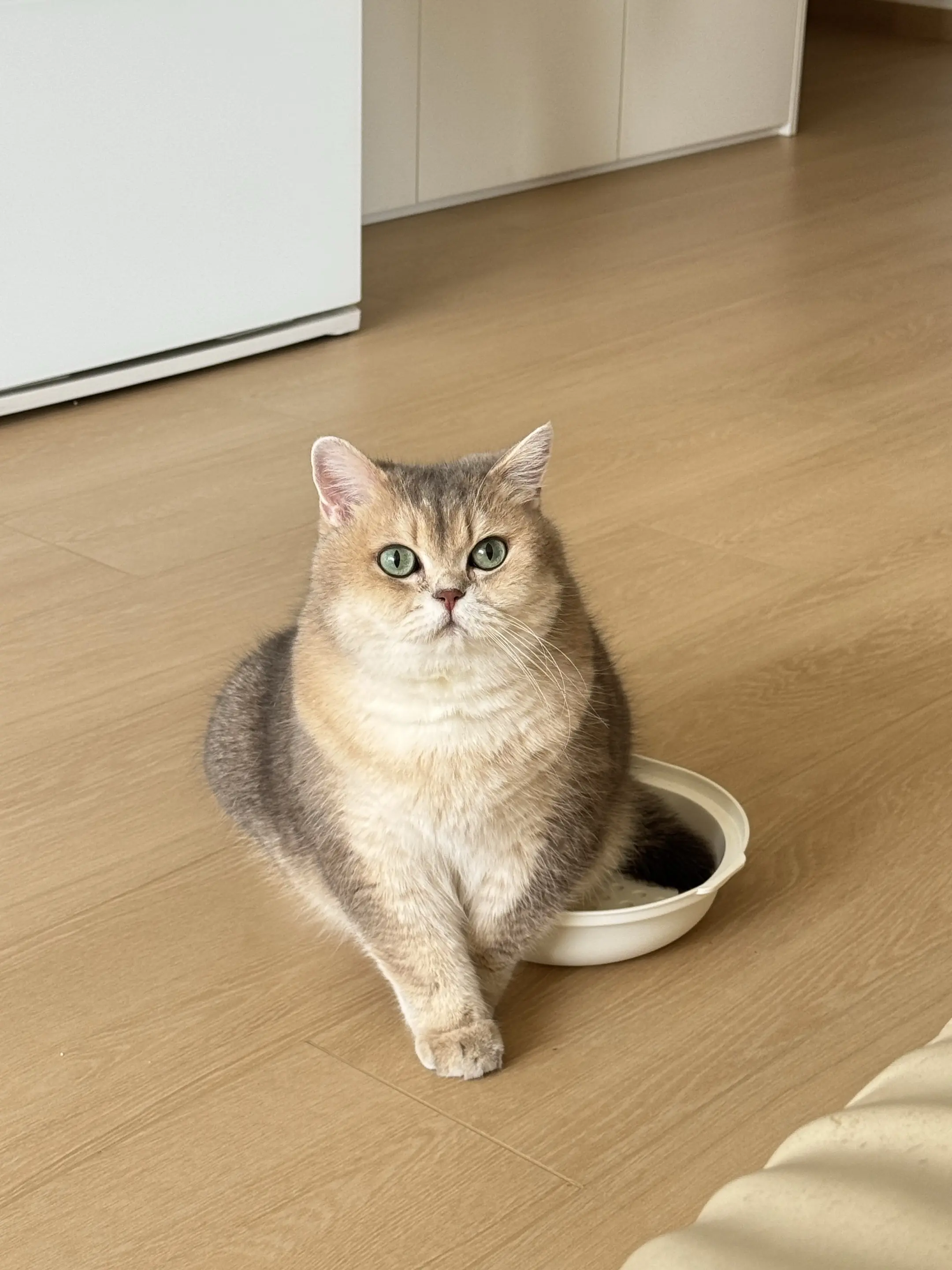 人类幼崽跟猪咪的互动真有趣。