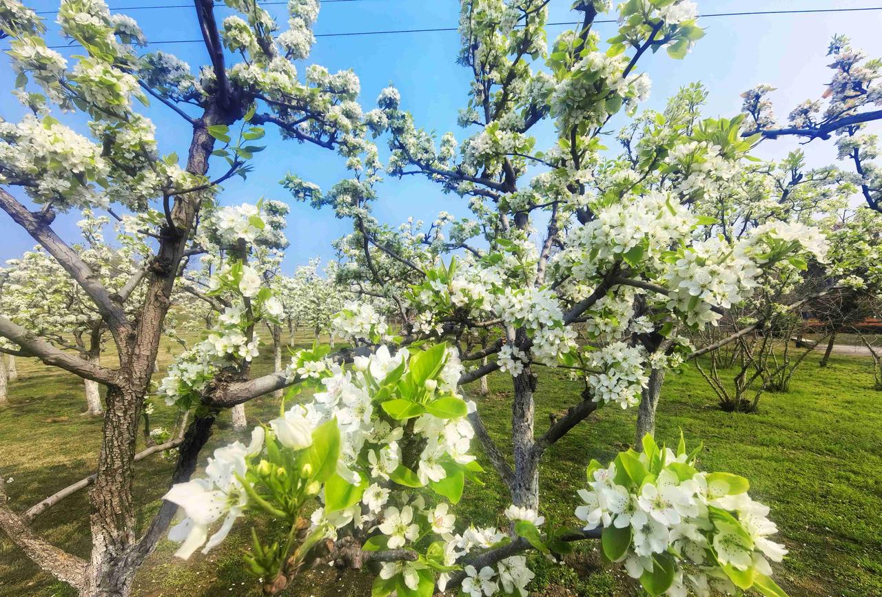 我习惯使用相机拍花，不太使用手机拍，原因就是手机很难达到虚化背景的效果。但没有随
