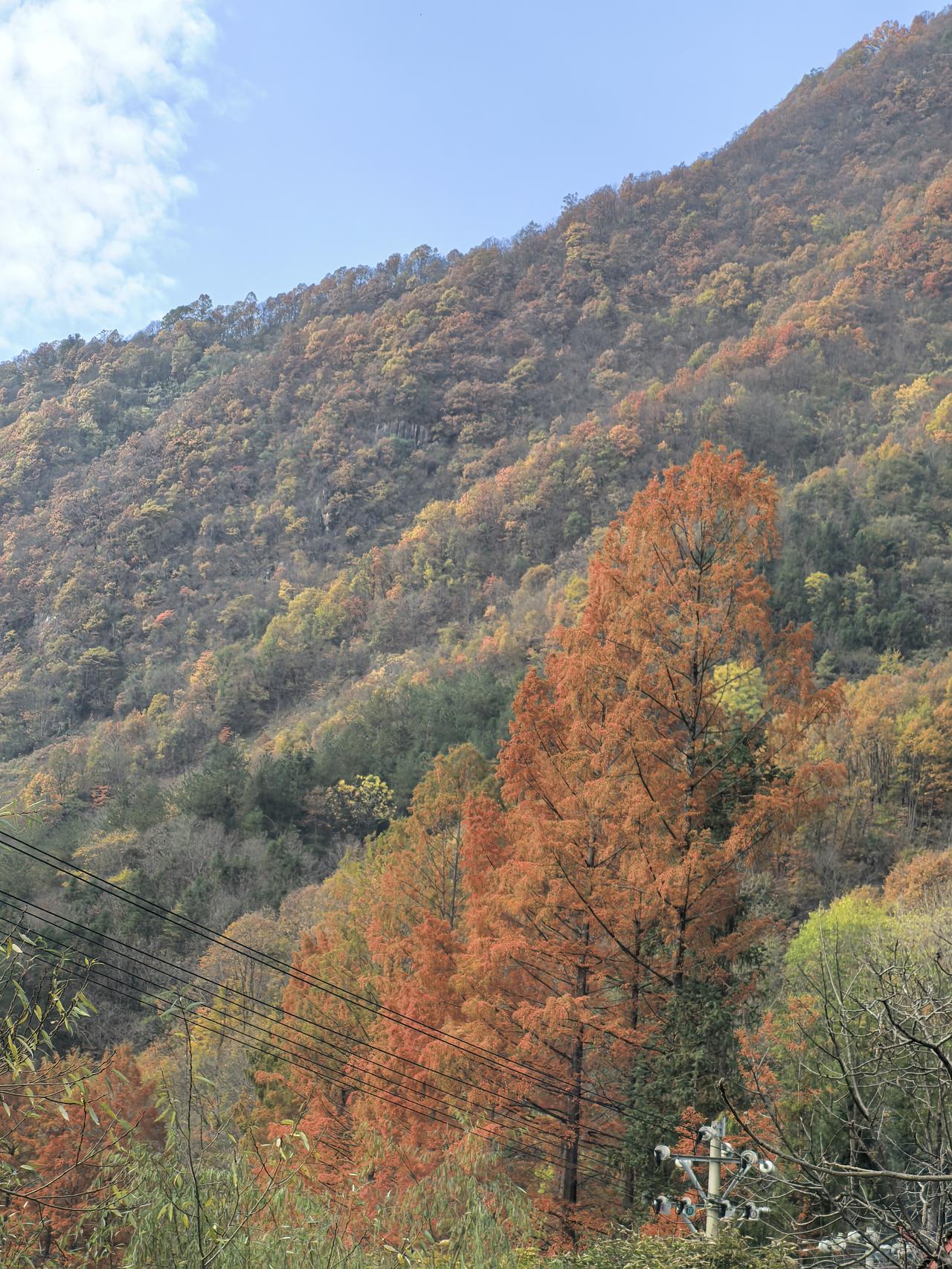 秦岭的秋色。五彩斑斓，到处都是醉人的韵味，金灿灿的玉米，像火一样红的辣椒和柿子，