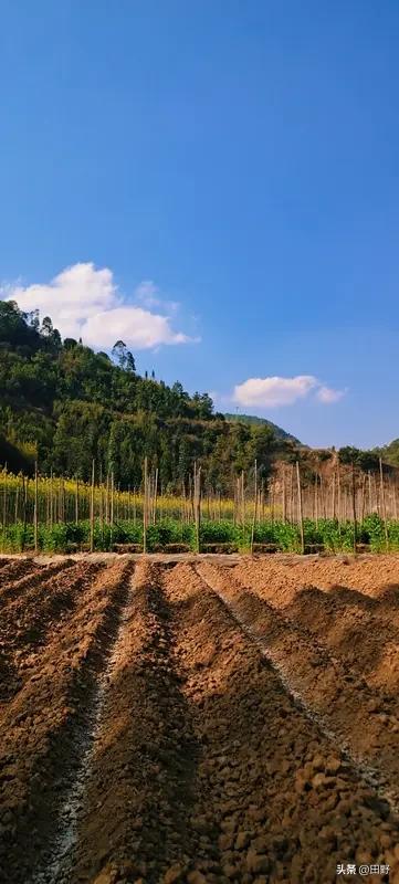 城里的人为什么不来农村种地呢? 城里的人不来农村种地太正常了。现在在农村种地，经
