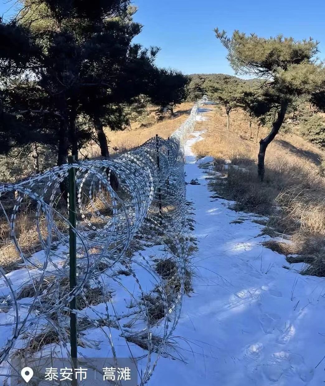 泰山疑被135公里刀片铁丝网围住泰山景区自2022年起，在外围非游览野区铺设总长