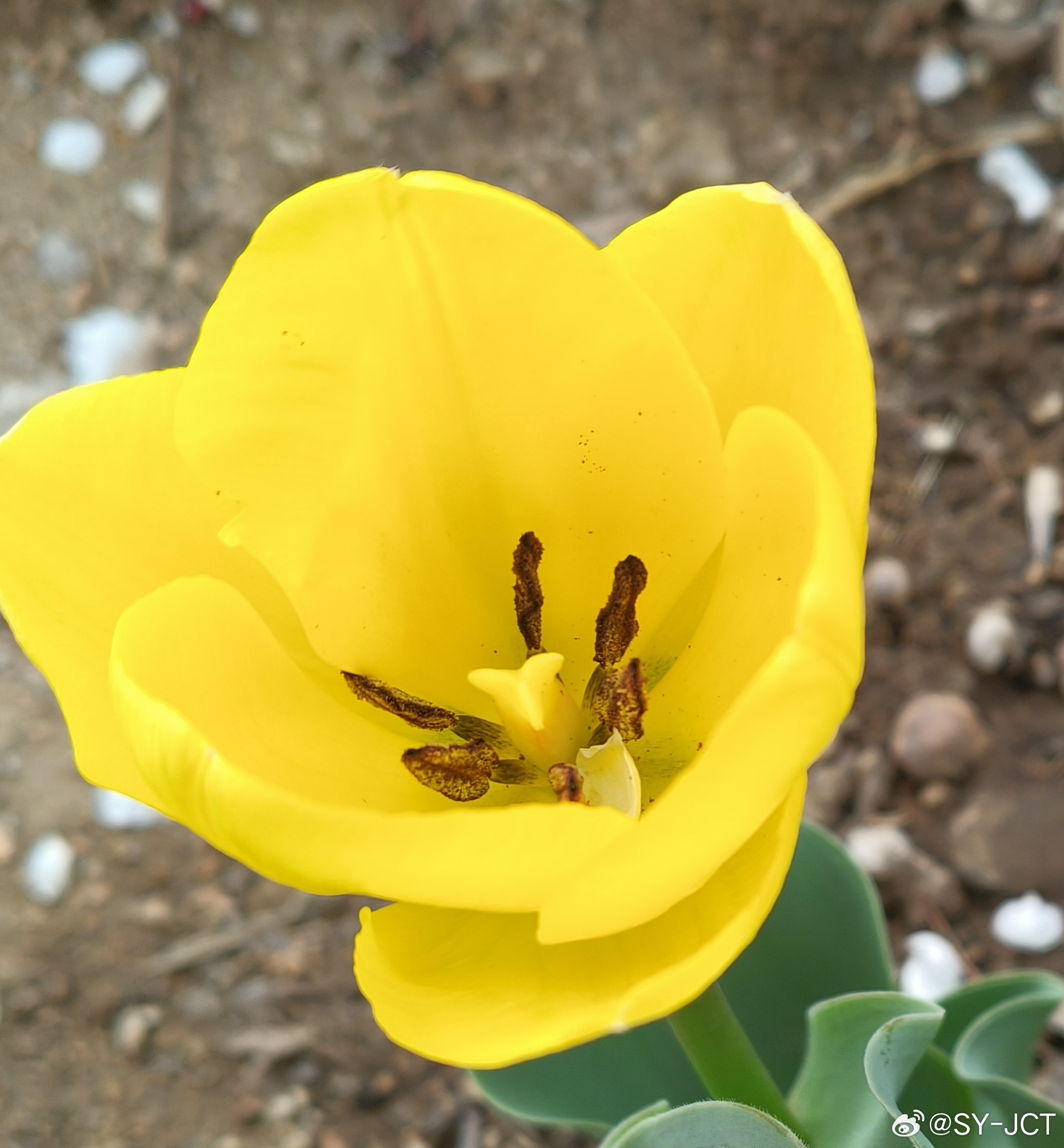 路边随拍，郁金香花开