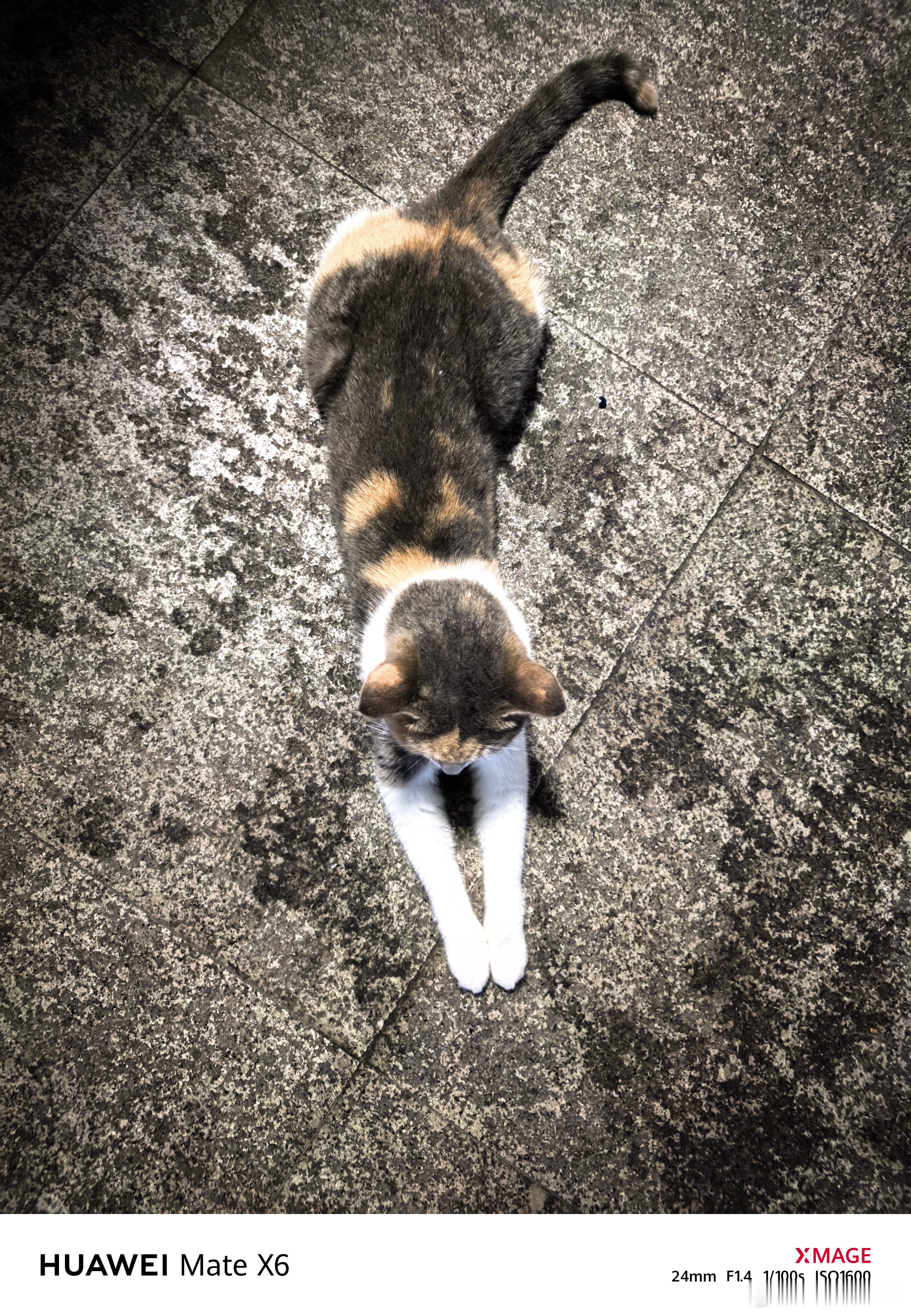 这么修长的母猫，是啥品种啊，性格很好！ ​​​