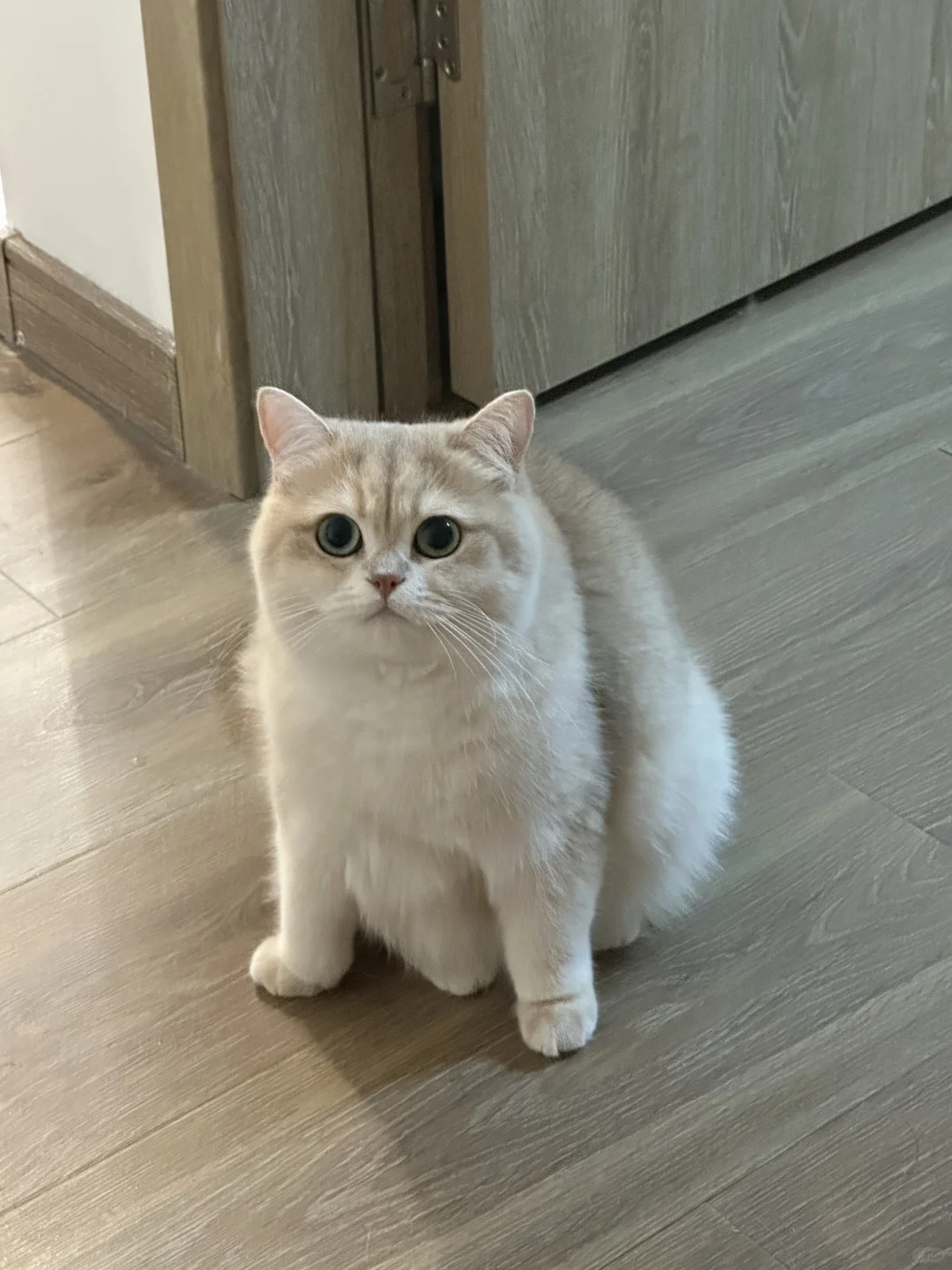 谁家小母猫这么外八
