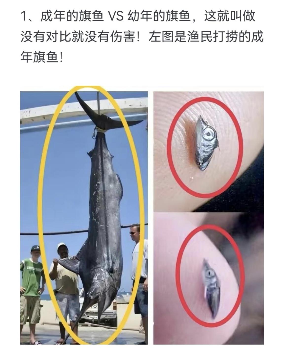 成年的旗鱼VS幼年的旗鱼，这就叫做没有对比就没有伤害！左图是渔民打捞的成年旗鱼