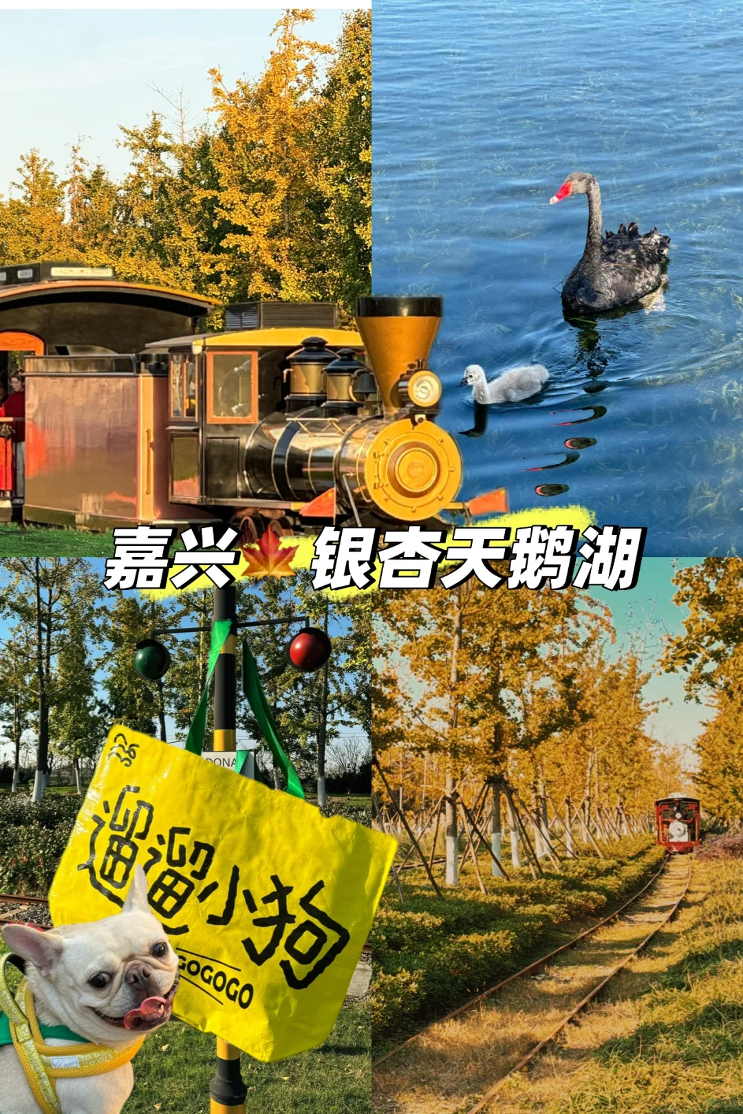 宠物友好｜嘉兴·银杏天鹅湖🦢