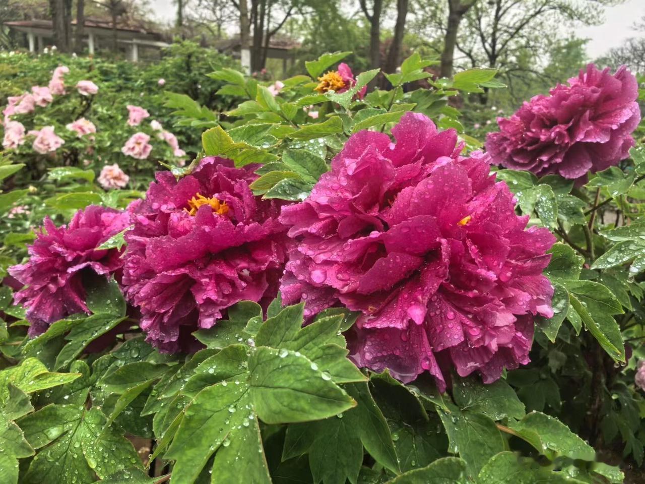 【小对联】
上：大道；
下：……？